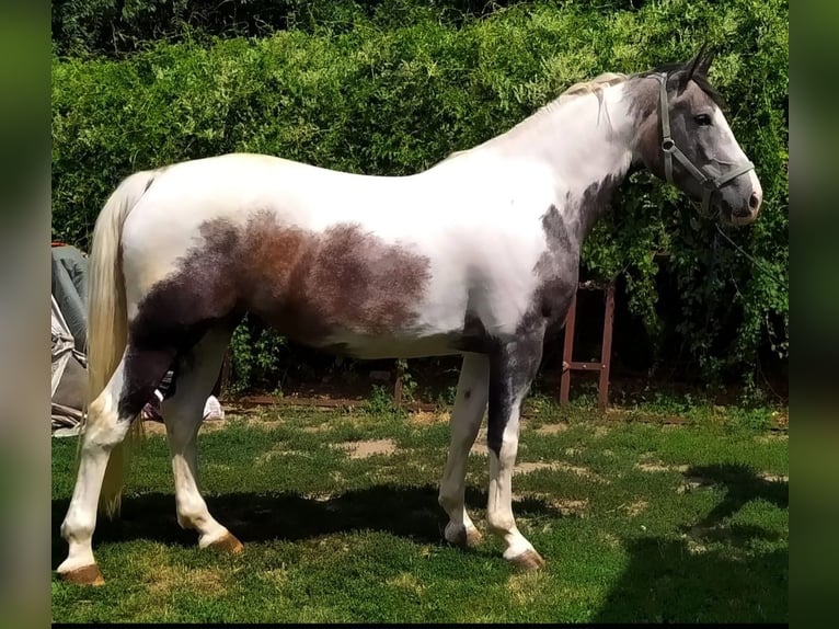 Malopolska horse Gelding 5 years 16 hh Pinto in Kecskem&#xE9;t