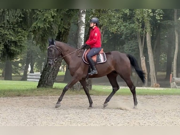 Malopolska horse Gelding 5 years 16,2 hh Black in Krasnystaw
