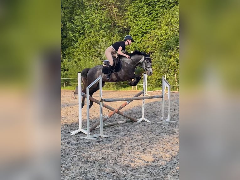 Malopolska horse Gelding 6 years 15.2 hh Grey-Dapple in Wieliczka