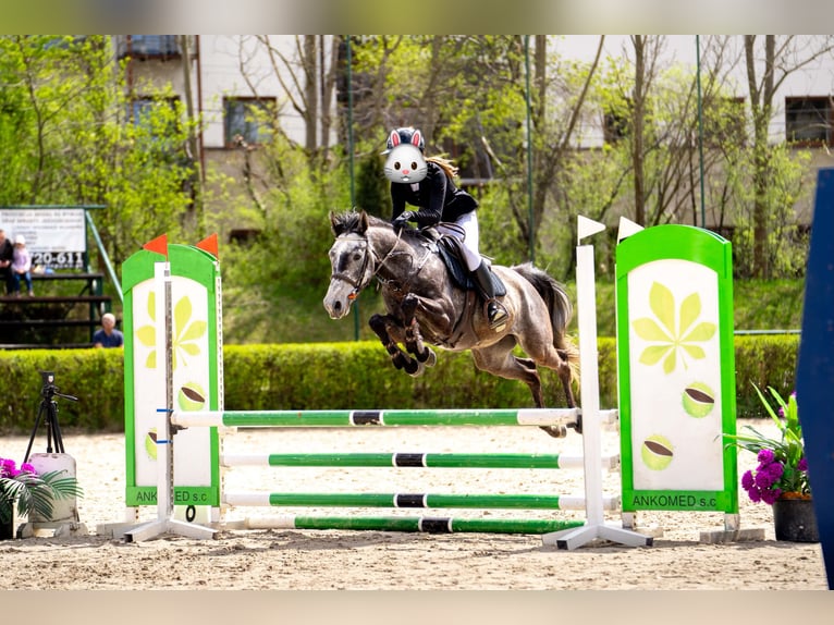 Malopolska horse Gelding 6 years 15.2 hh Grey-Dapple in Wieliczka