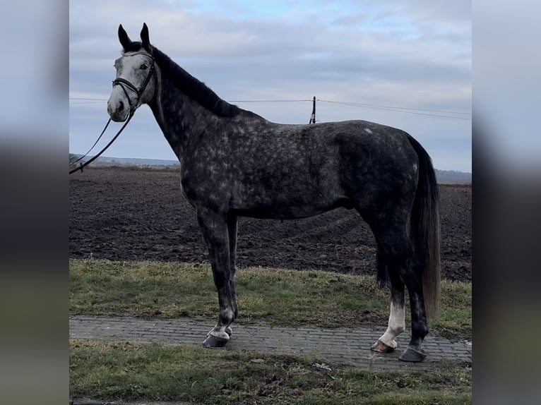 Malopolska horse Gelding 6 years 16,2 hh Gray in Strzałkowo