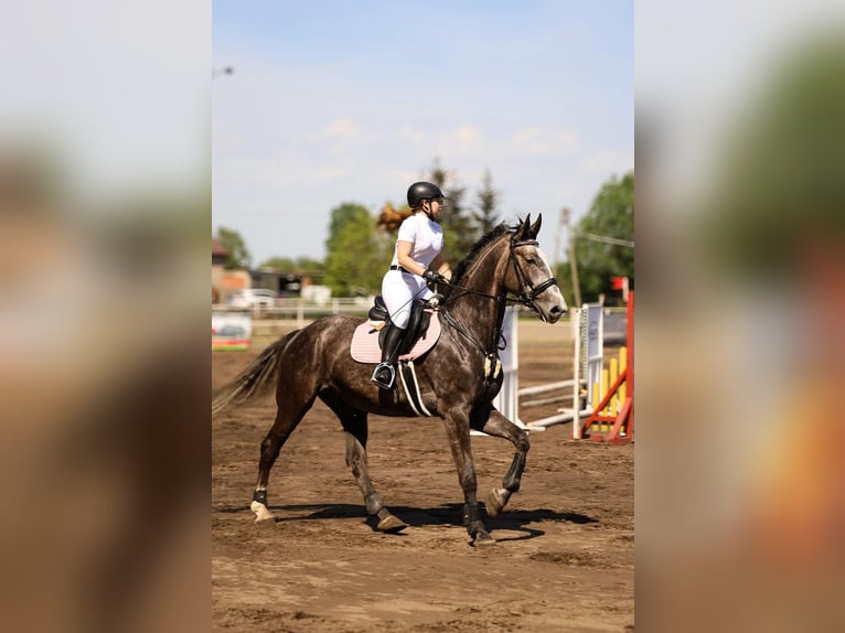 Malopolska horse Gelding 6 years 16,2 hh Gray in Strzałkowo