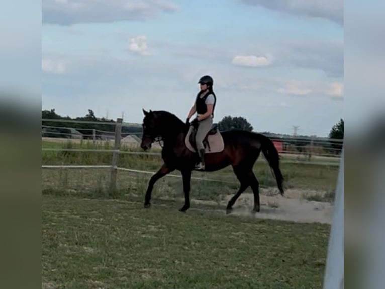 Malopolska horse Gelding 6 years 16 hh Bay-Dark in Spiczyn
