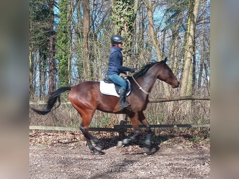 Malopolska horse Gelding 6 years 16 hh Brown in Görlitz