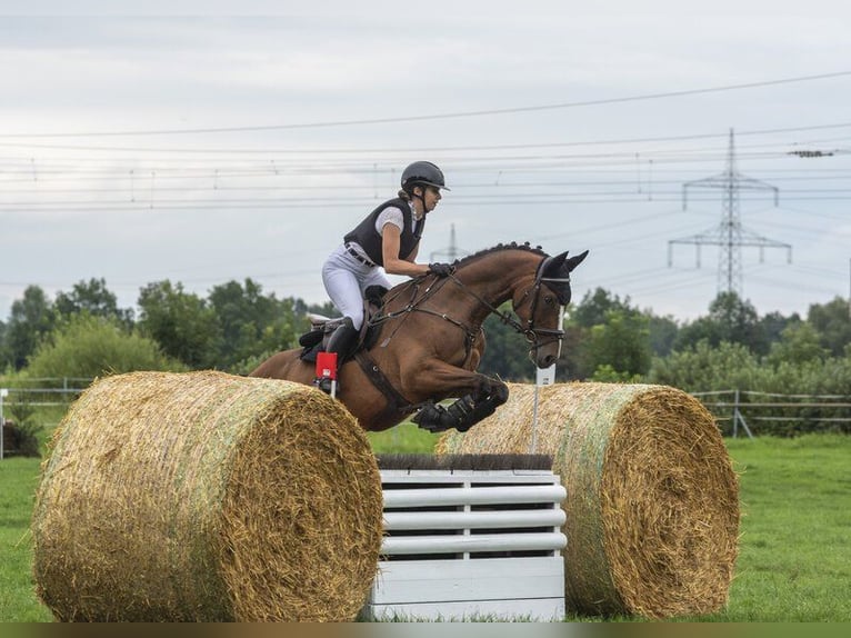 Malopolska horse Gelding 7 years 16 hh Brown in Bad Schussenried