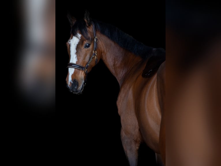 Malopolska horse Gelding 7 years 16 hh Brown in Bad Schussenried