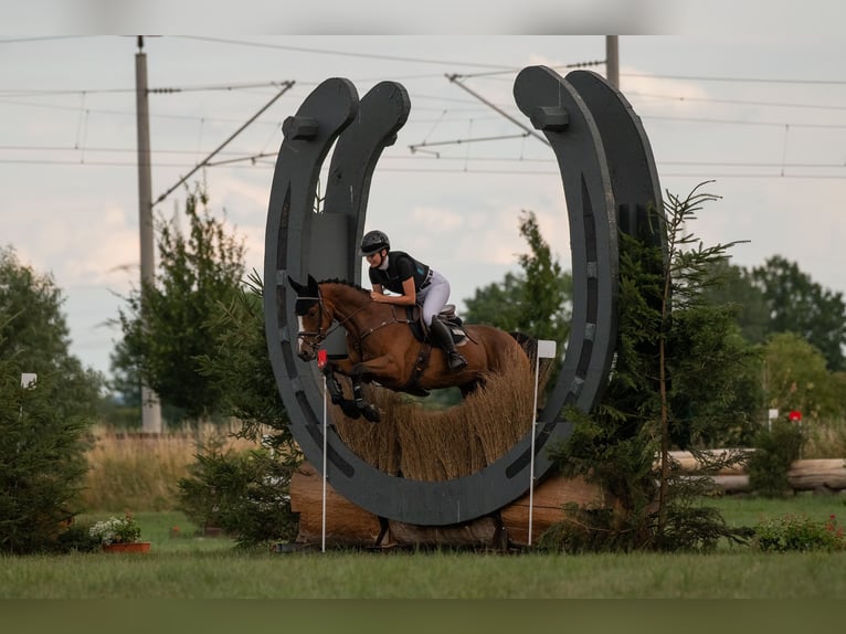 Malopolska horse Gelding 7 years 16 hh Brown in Bad Schussenried