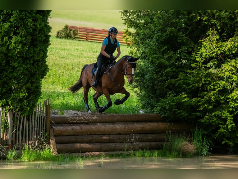 Malopolska horse Gelding 7 years 16 hh Brown in Bad Schussenried