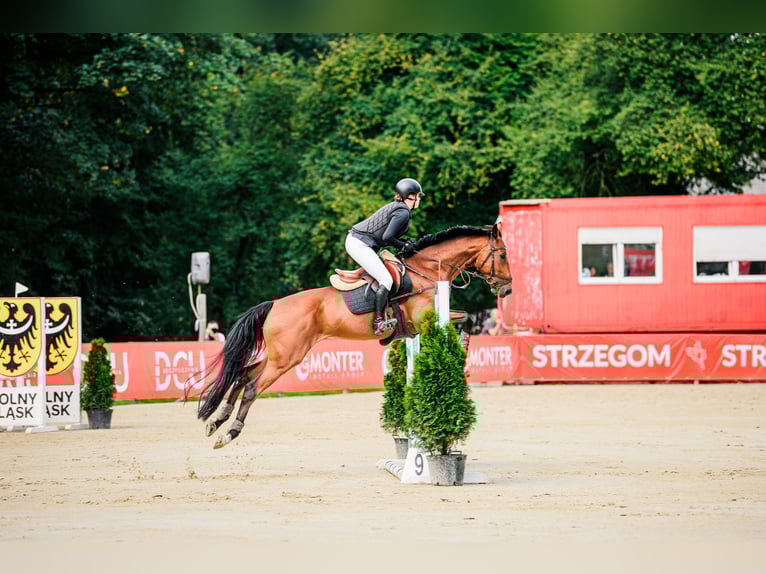 Malopolska horse Gelding 7 years 16 hh Brown in Halin&#xF3;w