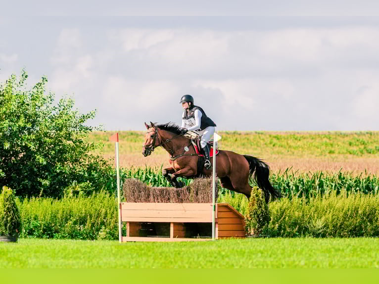 Malopolska horse Gelding 7 years 16 hh Brown in Halin&#xF3;w