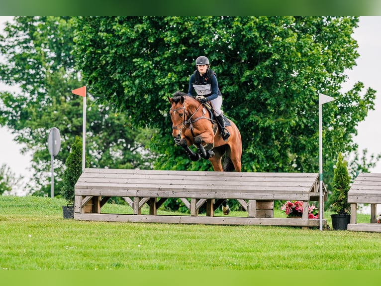 Malopolska horse Gelding 7 years 16 hh Brown in Halin&#xF3;w