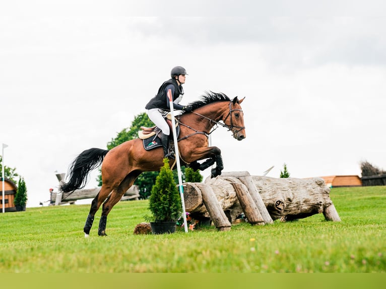Malopolska horse Gelding 7 years 16 hh Brown in Halin&#xF3;w