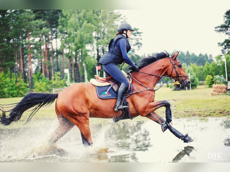 Malopolska horse Gelding 7 years 16 hh Brown in Halin&#xF3;w