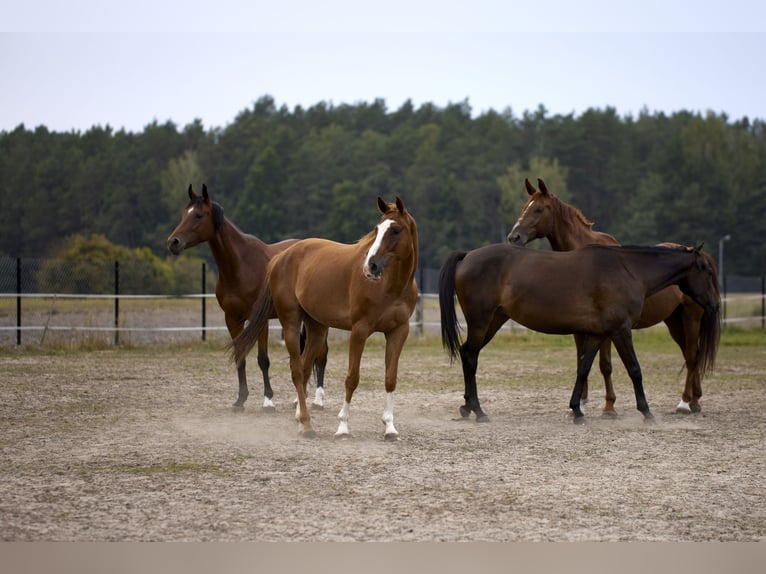 Malopolska horse Gelding 7 years 16 hh Chestnut-Red in Bia&#x142;a Podlaska