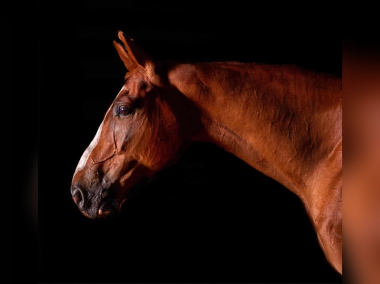 Malopolska horse Gelding 7 years 16 hh Chestnut-Red in Bia&#x142;a Podlaska