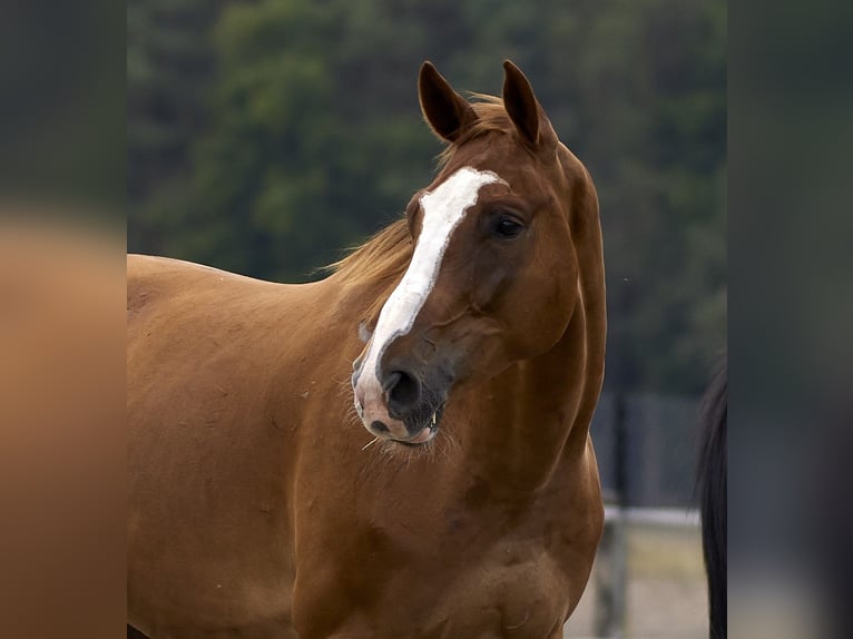 Malopolska horse Gelding 7 years 16 hh Chestnut-Red in Bia&#x142;a Podlaska