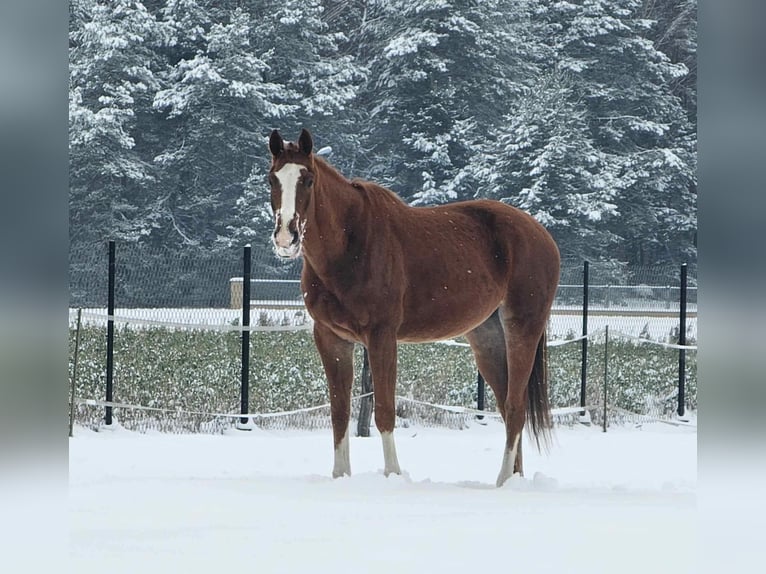 Malopolska horse Gelding 7 years 16 hh Chestnut-Red in Bia&#x142;a Podlaska