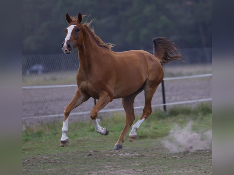 Malopolska horse Gelding 7 years 16 hh Chestnut-Red in Bia&#x142;a Podlaska