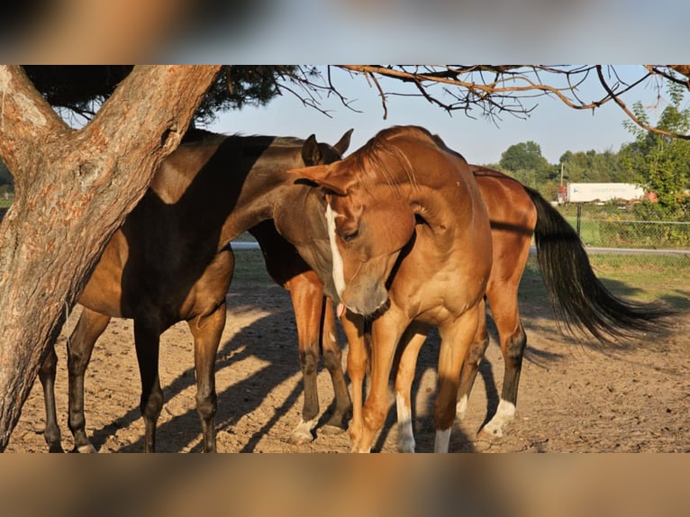 Malopolska horse Gelding 7 years 16 hh Chestnut-Red in Bia&#x142;a Podlaska