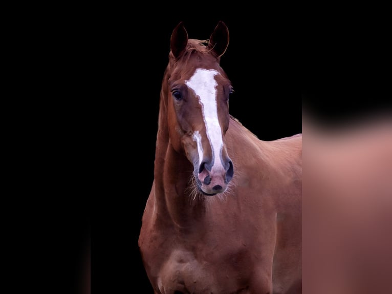 Malopolska horse Gelding 7 years 16 hh Chestnut-Red in Bia&#x142;a Podlaska