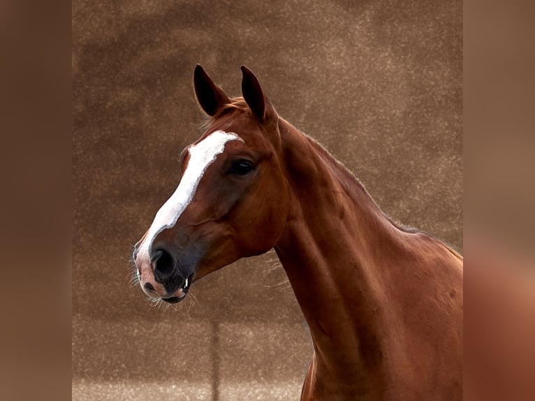 Malopolska horse Gelding 7 years 16 hh Chestnut-Red in Bia&#x142;a Podlaska