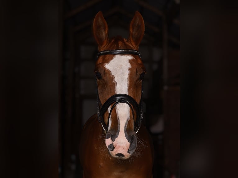 Malopolska horse Gelding 7 years 16 hh Chestnut-Red in Bia&#x142;a Podlaska