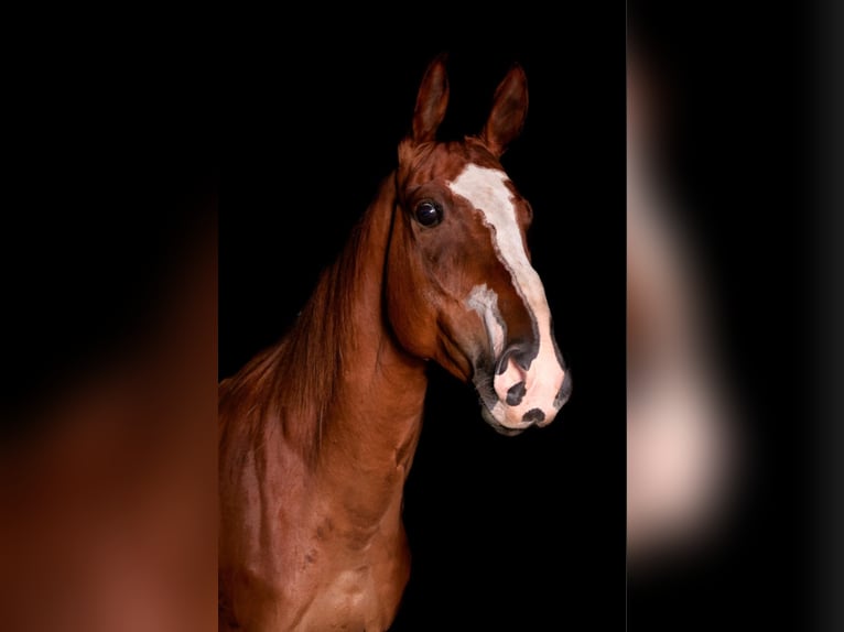 Malopolska horse Gelding 7 years 16 hh Chestnut-Red in Bia&#x142;a Podlaska