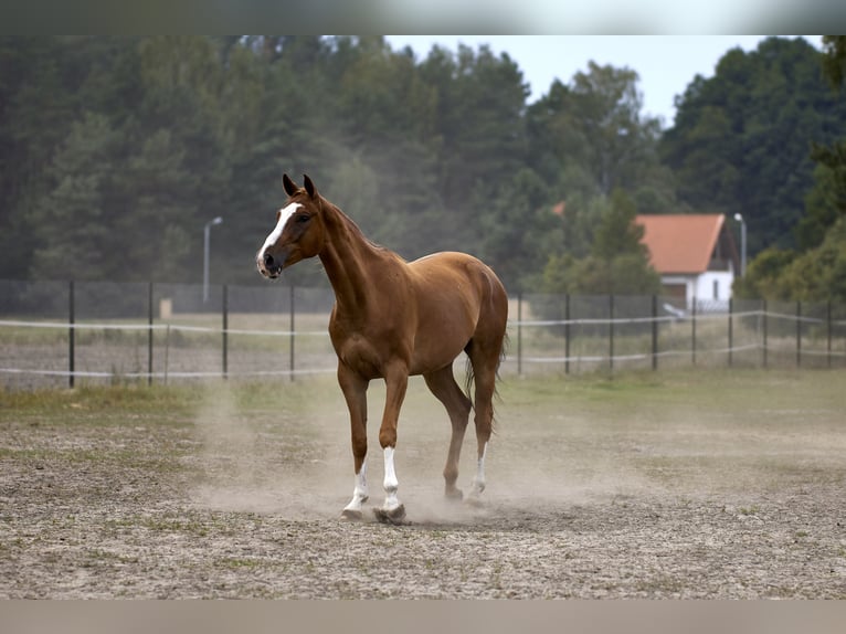 Malopolska horse Gelding 7 years 16 hh Chestnut-Red in Bia&#x142;a Podlaska