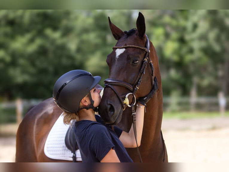 Malopolska horse Gelding 7 years 16,3 hh Smoky-Black in Po&#x15B;wi&#x119;tne