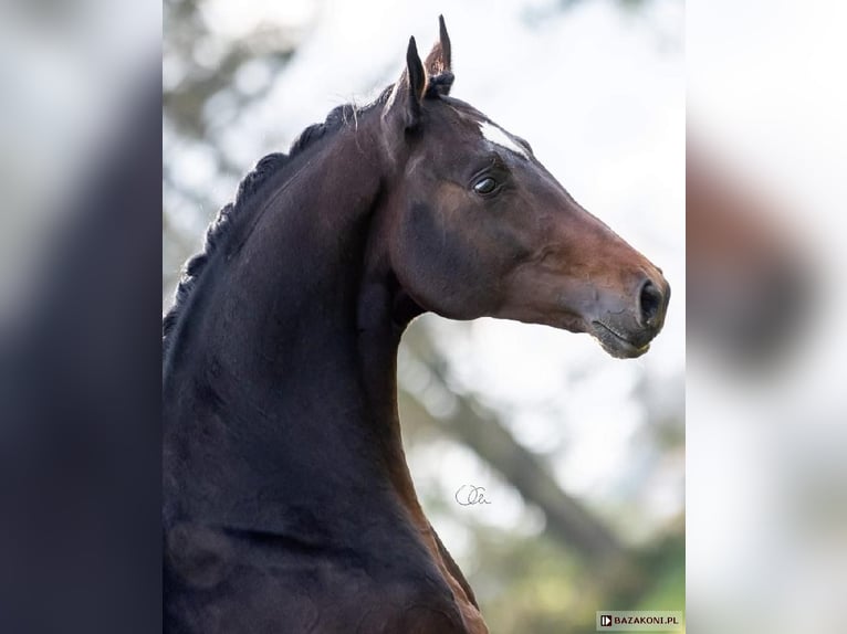 Malopolska horse Gelding 7 years 16,3 hh Smoky-Black in Po&#x15B;wi&#x119;tne