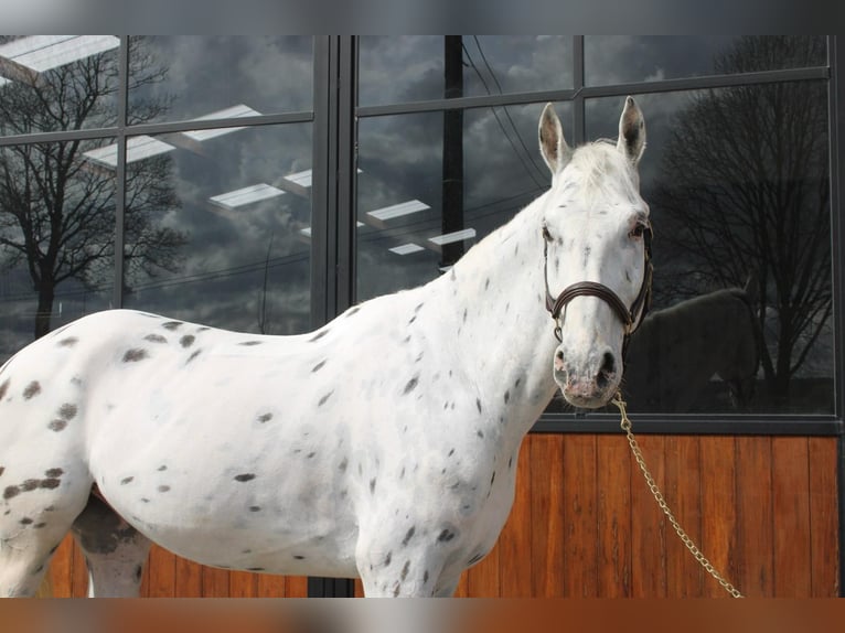 Malopolska horse Gelding 7 years 17,2 hh Leopard-Piebald in Wezembeek-Oppem