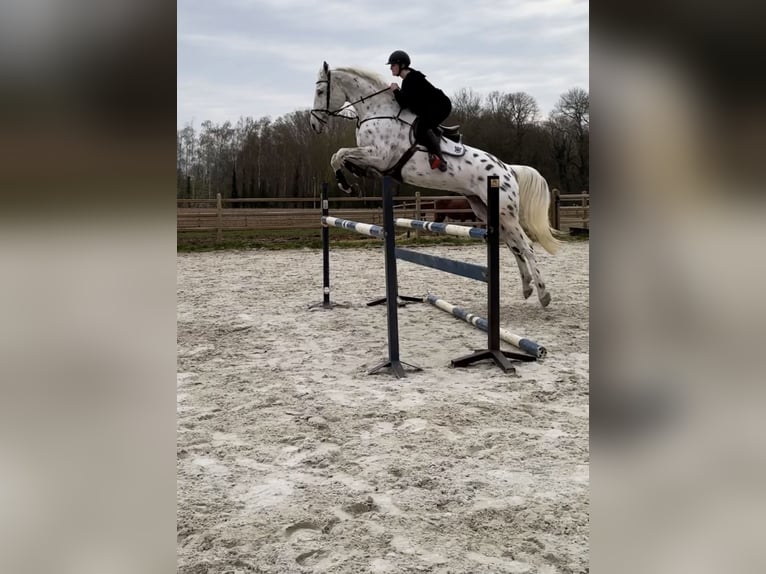 Malopolska horse Gelding 7 years 17,2 hh Leopard-Piebald in Wezembeek-Oppem