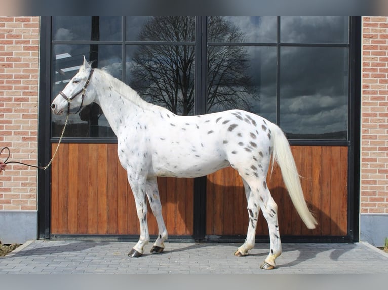 Malopolska horse Gelding 7 years 17,2 hh Leopard-Piebald in Wezembeek-Oppem