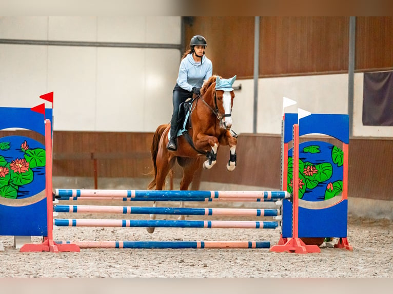 Malopolska horse Gelding 9 years 15,3 hh Chestnut-Red in Kraków