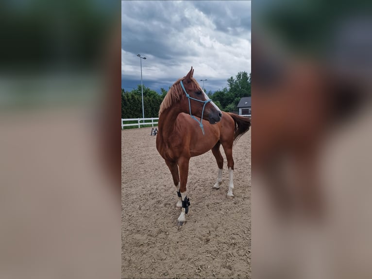 Malopolska horse Gelding 9 years 15,3 hh Chestnut-Red in Kraków