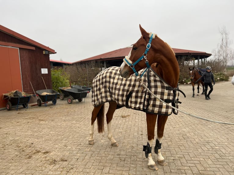 Malopolska horse Gelding 9 years 15,3 hh Chestnut-Red in Kraków