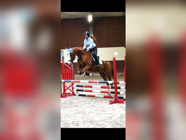 Malopolska horse Gelding 9 years 15,3 hh Chestnut-Red in Kraków