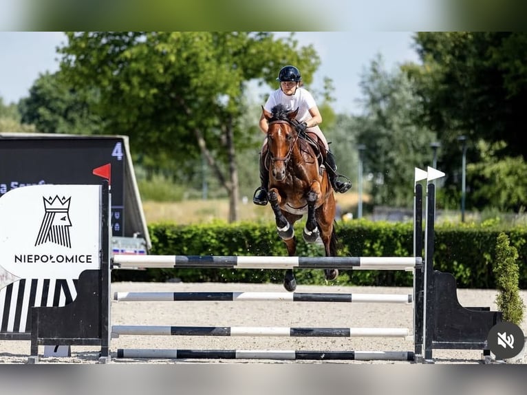 Malopolska horse Mare 10 years 16,1 hh Bay in Stróże