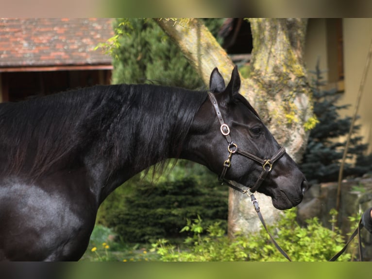 Malopolska horse Mare 11 years 16 hh Black in Santok