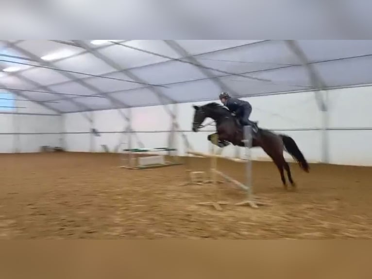 Malopolska horse Mare 11 years 17 hh Brown in S&#x142;upsk