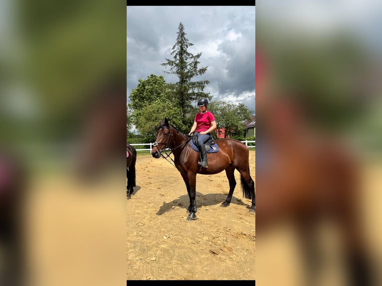 Malopolska horse Mare 11 years 17 hh Brown in S&#x142;upsk