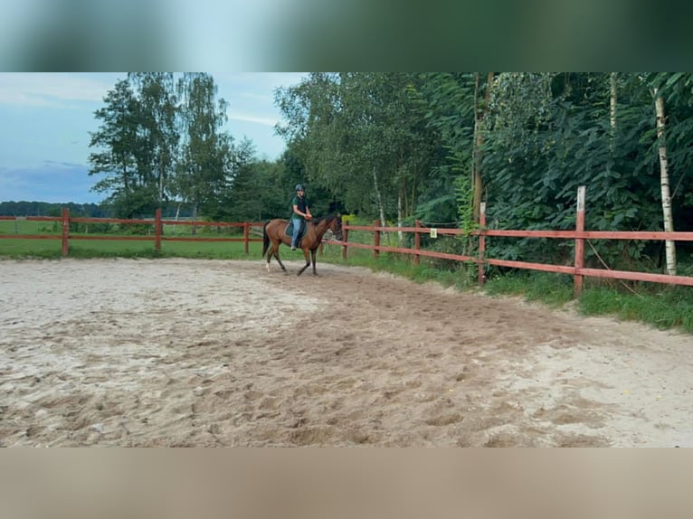 Malopolska horse Mix Mare 12 years 15,2 hh Brown in Szczepanów