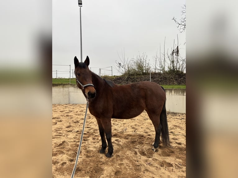 Malopolska horse Mare 13 years 15,2 hh Brown in Martinsheim