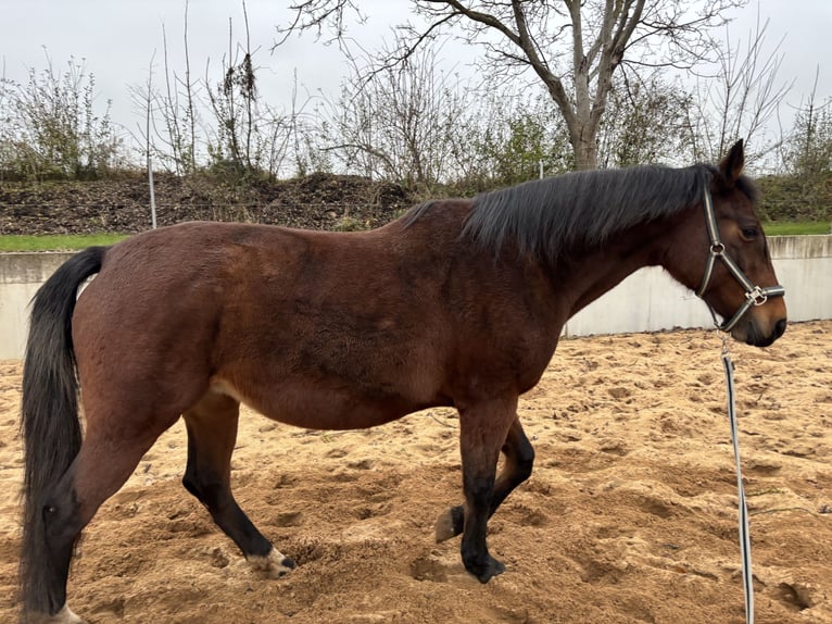 Malopolska horse Mare 13 years 15,2 hh Brown in Martinsheim