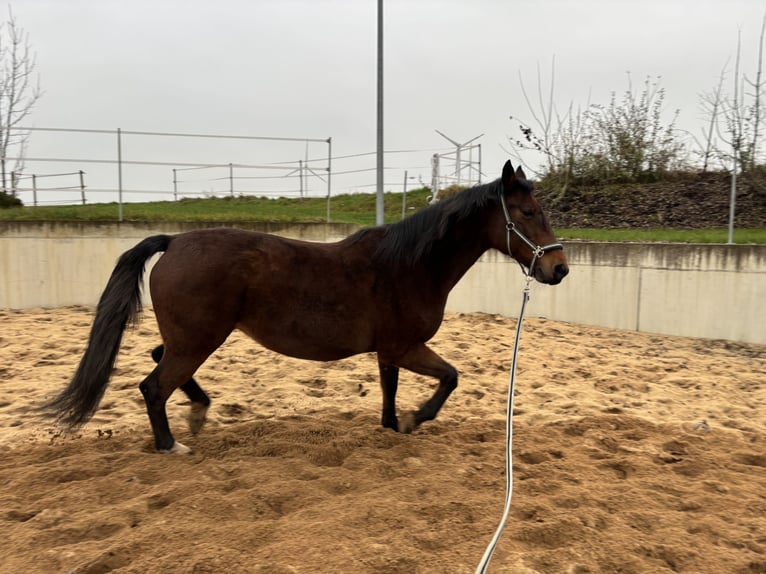 Malopolska horse Mare 13 years 15,2 hh Brown in Martinsheim