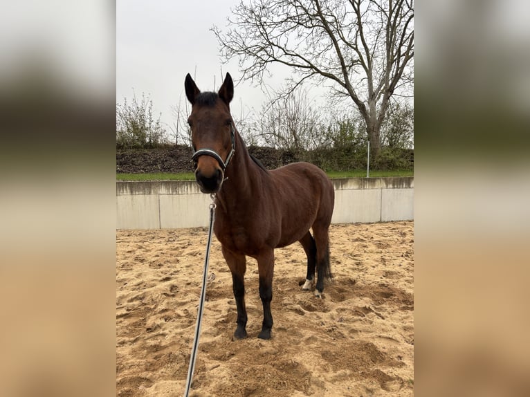 Malopolska horse Mare 13 years 15,2 hh Brown in Martinsheim