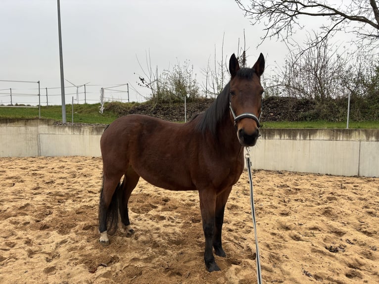 Malopolska horse Mare 13 years 15,2 hh Brown in Martinsheim