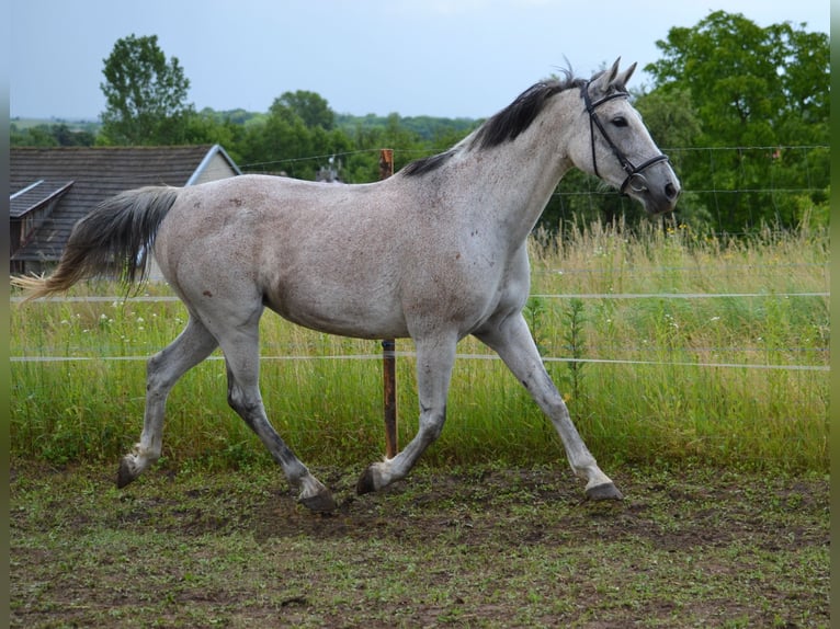 Malopolska horse Mare 13 years 16 hh Gray in Rożniatów