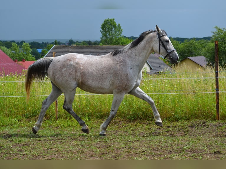 Malopolska horse Mare 13 years 16 hh Gray in Rożniatów