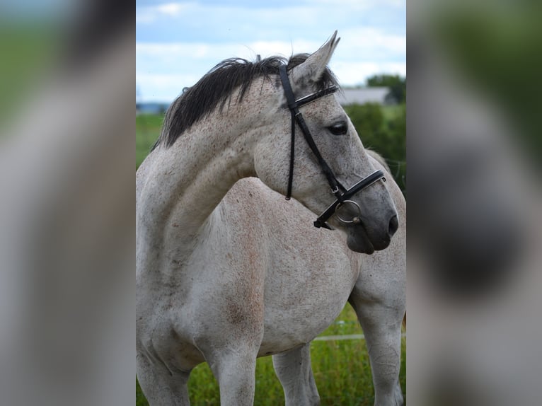 Malopolska horse Mare 13 years 16 hh Gray in Rożniatów